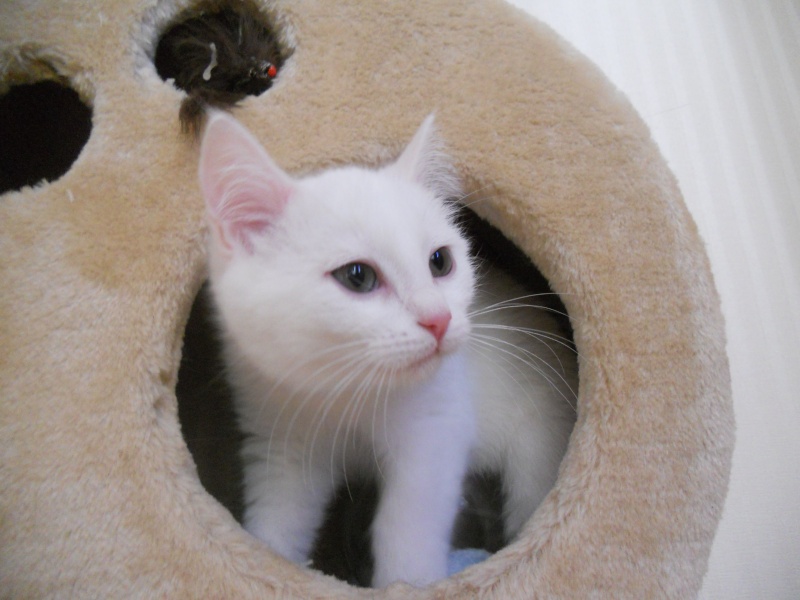 Gédéon, petit mâle blanc d'environ 3 mois (futur chat patate!) à Niort Dscn1610