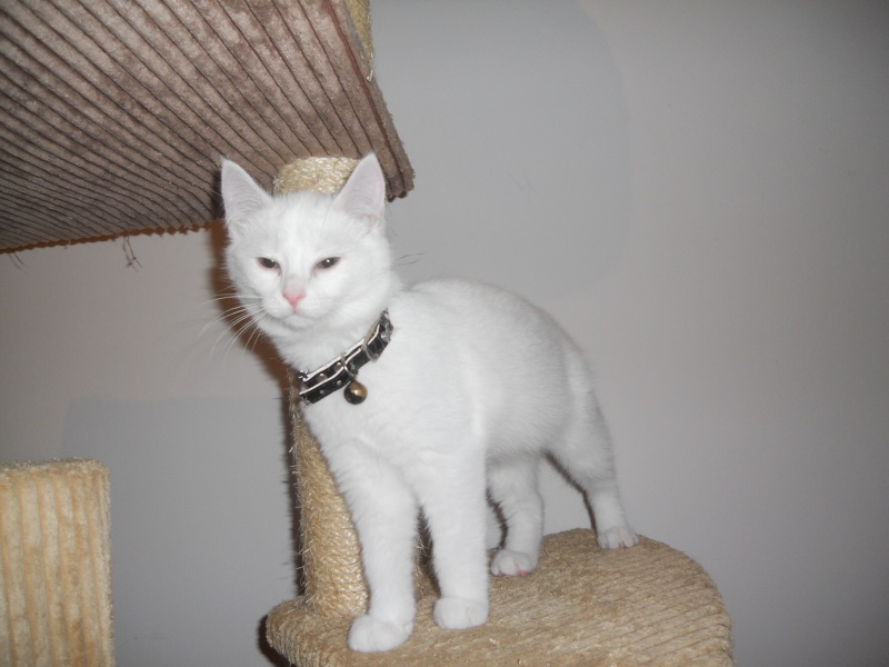 Gédéon, petit mâle blanc d'environ 3 mois (futur chat patate!) à Niort Dscn1619