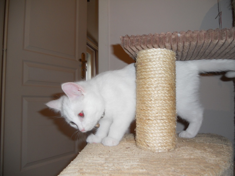 Gédéon, petit mâle blanc d'environ 3 mois (futur chat patate!) à Niort Dscn1620