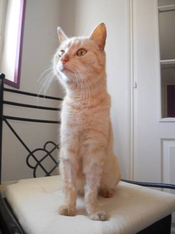 Happy Petit Chat Patate Roux Clair D Environ 1 An Et Demi A Niort