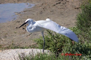 طائر البلشون الأبيض الصغير Aigret11