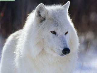 الذئب الرمادي Animal15