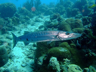  سمك البراكودة Barrai11