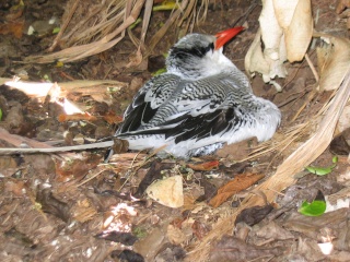 منتدى عالم الطيور Bird1211