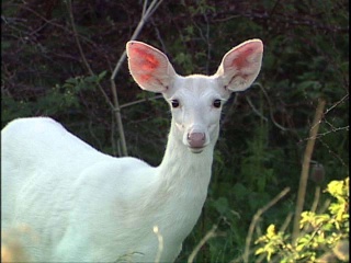 حيوان الأيل Deer-211