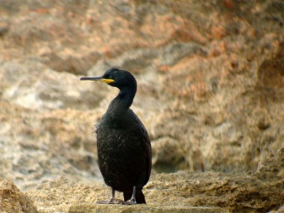 طائر الغاق  Dsc02513