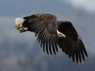 صور طيور         Eagle_11