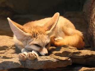 حيوان الفنك  Fennec11