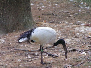 طائر أبو منجل الأبيض Ibis2011