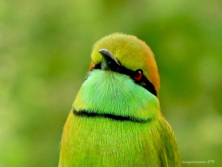 طائر الوروار الأخضر الصغير      Img_5214
