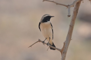 منتدى عالم الطيور Oman2511