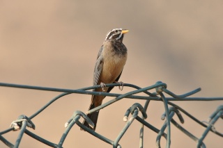 أنواع طيور الدرسة Oman2513
