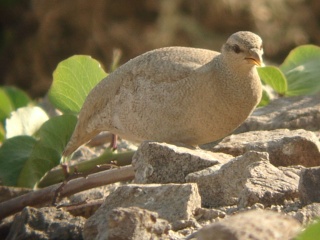 طائر الحجل الرملي Perdri14