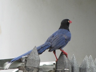 طائر العقعق فرموزا الازرق  Taipei11