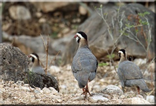 photo الحجل العربي طائر Ø§ÙØØ¬Ù Ø§ÙØ¹Ø±Ø¨Ù