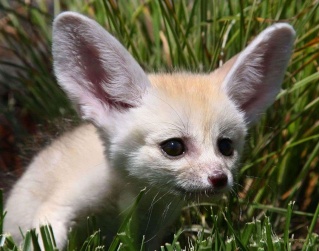 vulpes11