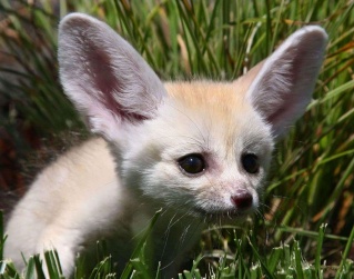 ثعلب الفنك النادر عالميا والموجود في صحراء الجزائر فقط Vulpes11