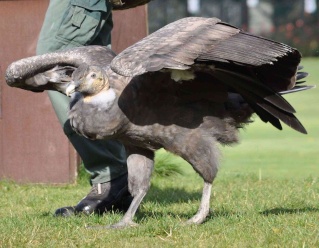 نسر الكندور Vultur12
