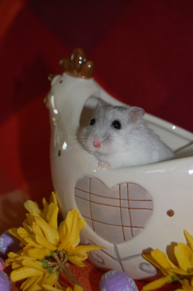 Un Hamster à Pâques. 1er_av10