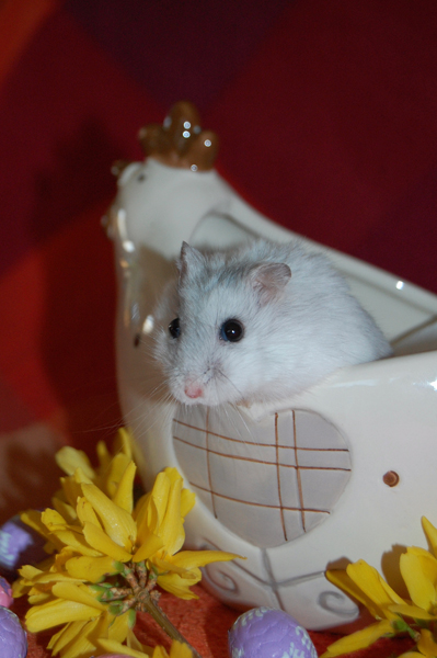 Un Hamster à Pâques. 1er_av11