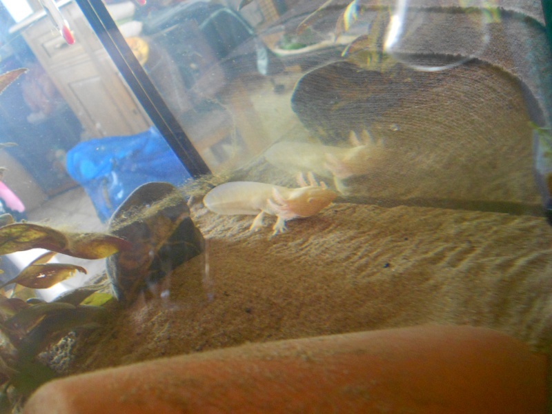 grenouilles, axolotl,et pleurodèles Dscn5515