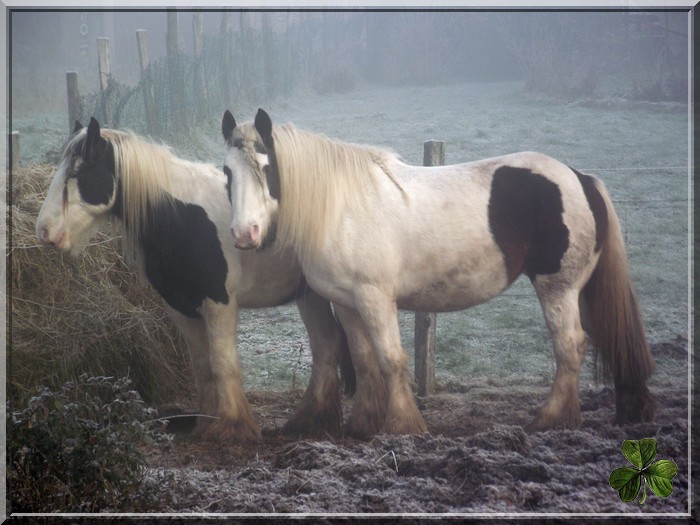 CILLBARRA LEO, étalon pie-noir homozygote, yeux bleus en Auvergne Dacemb11