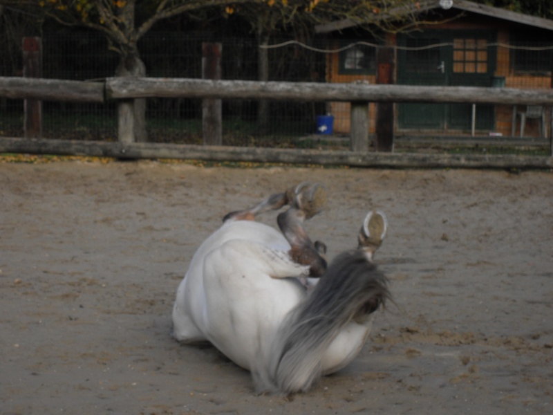 Fiche cheval de Maldive 6-11-110