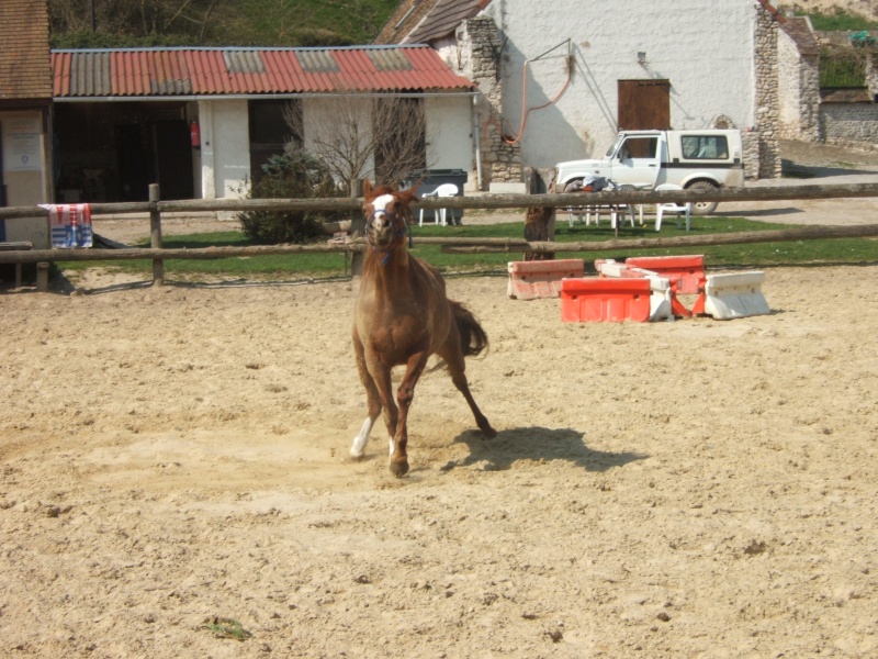 Fiche cheval de Gazelle Gazell10