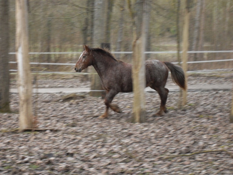 Fiche poney de Juliette Sdc12410