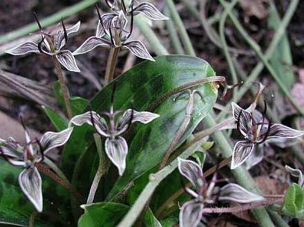 Accent plant, Orbea variegata, Carrion flower Scolio15