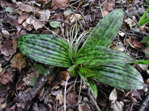 Accent plant, Orbea variegata, Carrion flower Scolio16