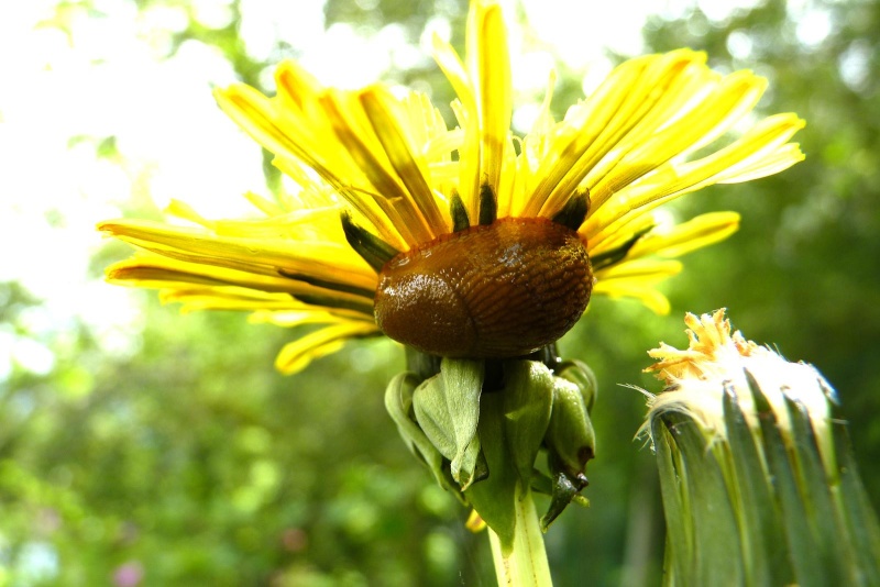 La loche et la fleur jaune La_loc11