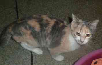 Pastelle  - petite chatte tricolore de 1 ans Crbst171