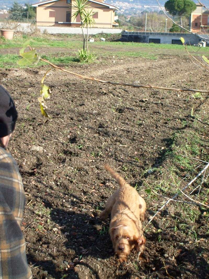 CACCIA ALLA LEPRE ,CONIGLIO SELVATICO E MINILEPRE. - Pagina 5 Cani_023