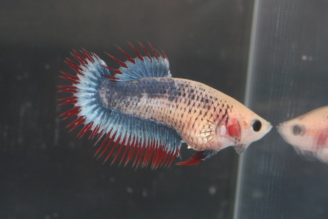 mes crowntail trop beau je trouve 1ere_c10