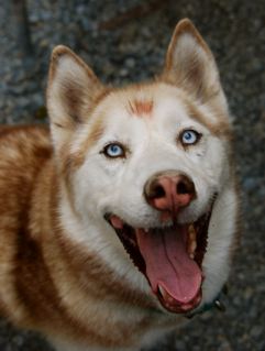 Male and Female Husky in Saratoga County, NY Getinl10