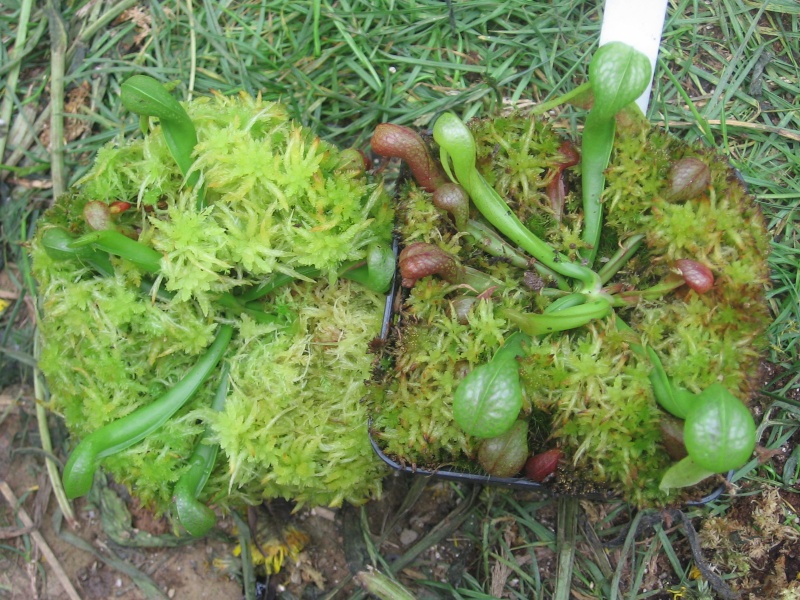 Darlingtonia "Californica" Img_3219