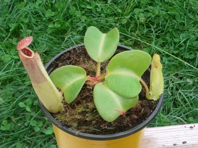 Nepenthes "Truncata" Photo014