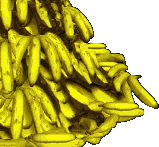 Gorgrub- CGA Banana10