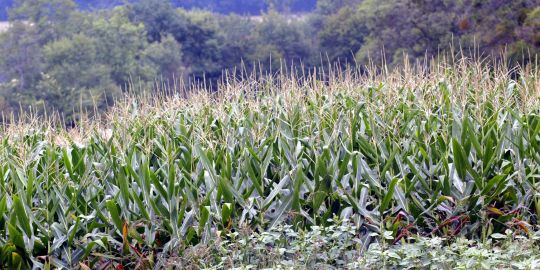 La France fera t-elle confiance à Monsanto ? 68600210