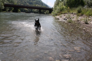 diabolo beauceron croisé rott  9 mois - Page 4 Ma510