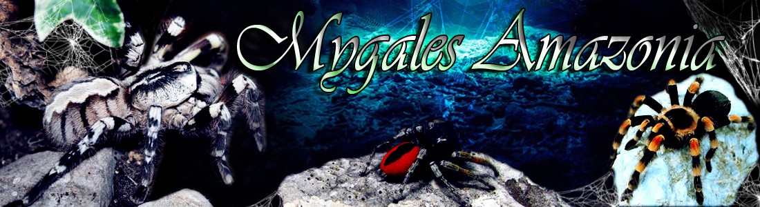 Mygales-Amazonia