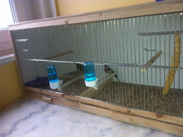 cage élevage 80 cm  Img_0022