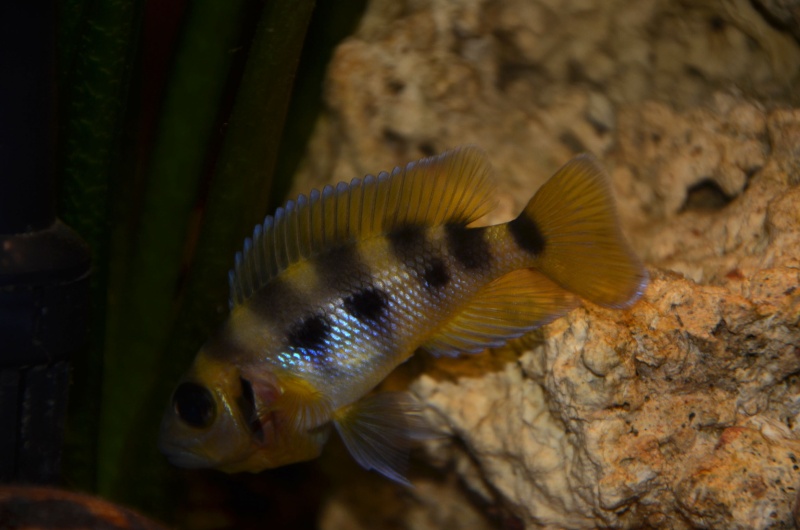 Poisson d' aquarium 03610