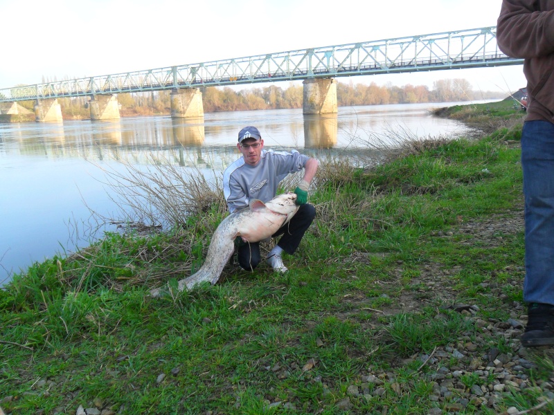 16500 en LOIRE,  ca démarre bien et ca fait plaisir! y avaient faim... Sam_0520