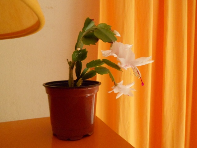 Peux-tu me dire .......... mon schlumbergera ? 001_311