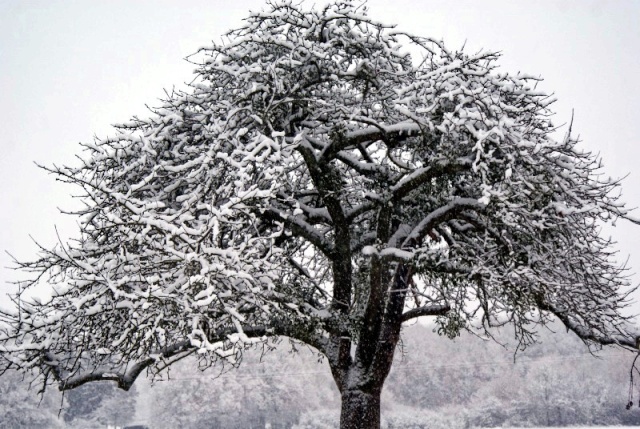 PHOTOS ET VOTE CONCOURS "HIVER" 7arbre10