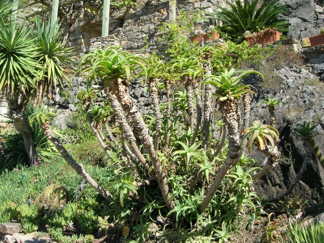 Jardin méditerranéen de ROQUEBRUN Visite29