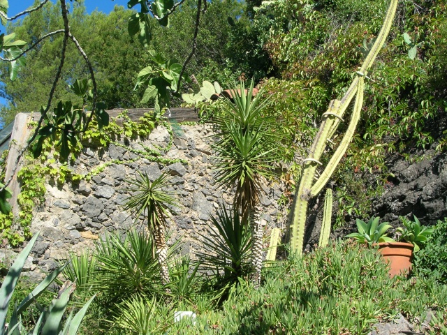 Jardin méditerranéen de ROQUEBRUN Visite31