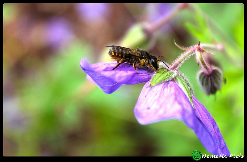 L'abeille + new pic's 06 aout 2011 Img_3311